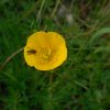 UNE MOUCHE SUR UN BOUTON D'OR. Photo prise le 25 avril 2023 sur le chemin de la Saltière. RÉMI JAYAT